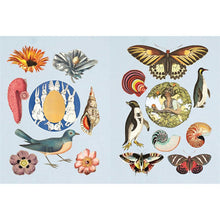 Load image into Gallery viewer, The Antiquarian Sticker Book: Over 1,000 Exquisite Victorian Stickers